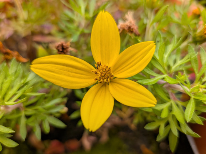 Das Pixel 10 hat keinen so guten Makromodus ...